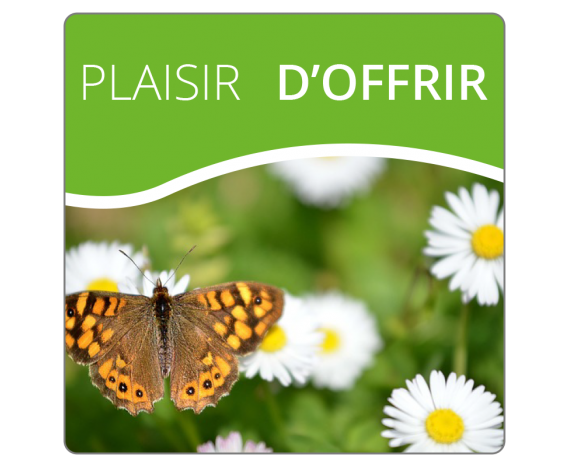 Plaisir d'Offrir Fleurs et Papillons